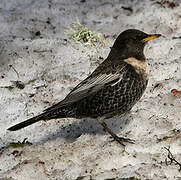 Ring Ouzel