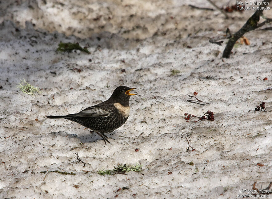 Ring Ouzel male adult, Behaviour