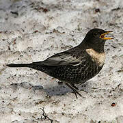 Ring Ouzel