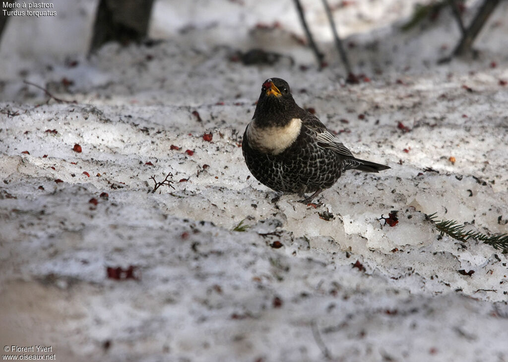 Ring Ouzel male adult, Behaviour