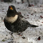 Ring Ouzel