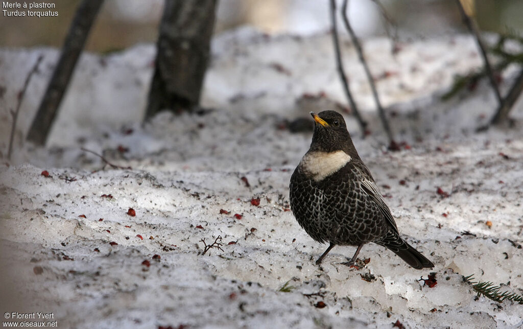 Ring Ouzel male adult, Behaviour