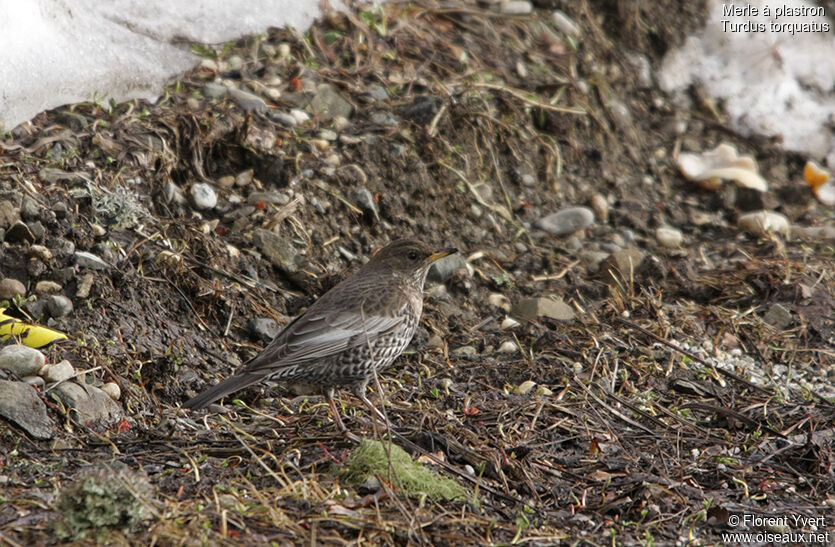 Merle à plastron femelle adulte, identification