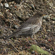 Ring Ouzel