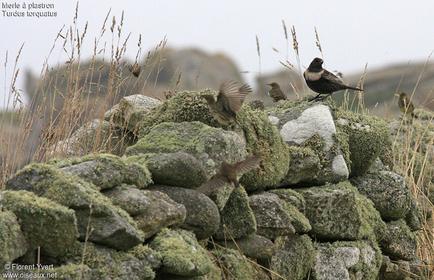 Ring Ouzel