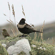 Ring Ouzel