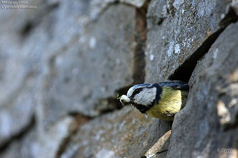 Eurasian Blue Titadult, Reproduction-nesting