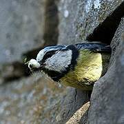 Eurasian Blue Tit