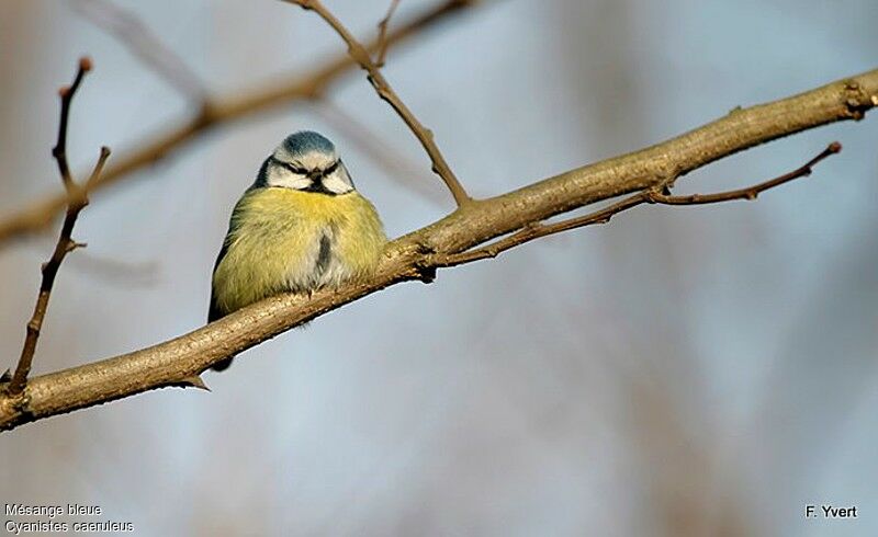 Mésange bleueadulte, Comportement