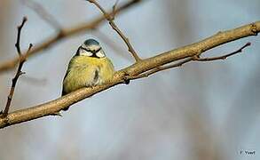 Eurasian Blue Tit