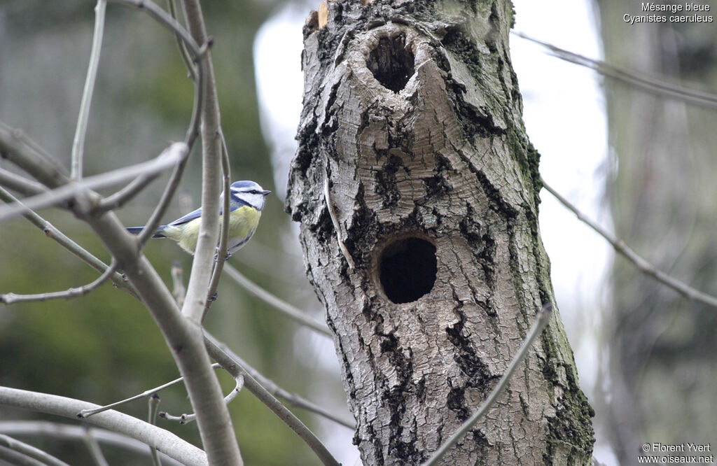 Mésange bleueadulte, Nidification, Comportement