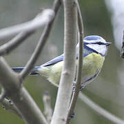 Eurasian Blue Tit