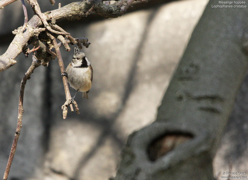 Crested Titadult, Behaviour