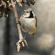 European Crested Tit