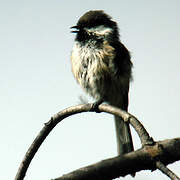 Grey-headed Chickadee