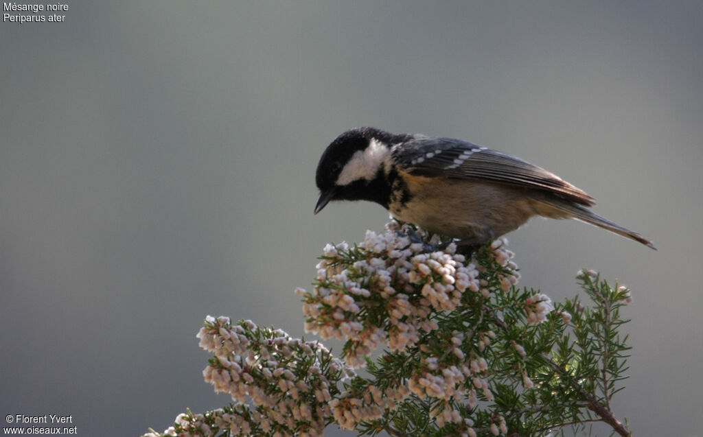 Mésange noire