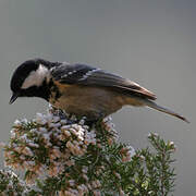 Coal Tit