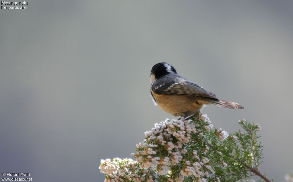 Mésange noire