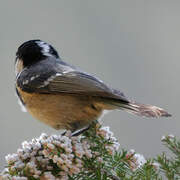 Coal Tit