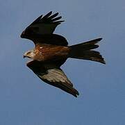 Red Kite