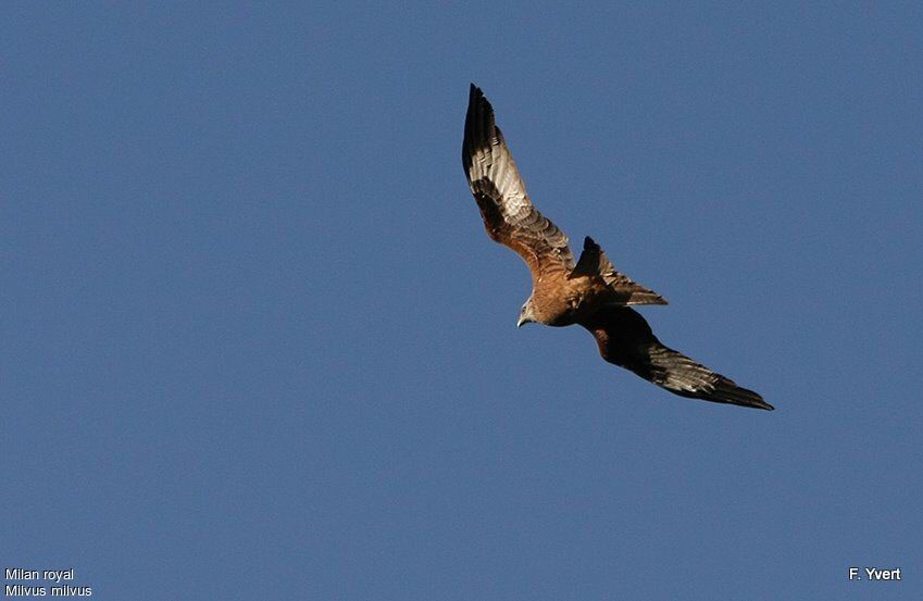 Red Kiteadult, Flight