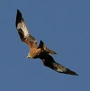 Red Kite