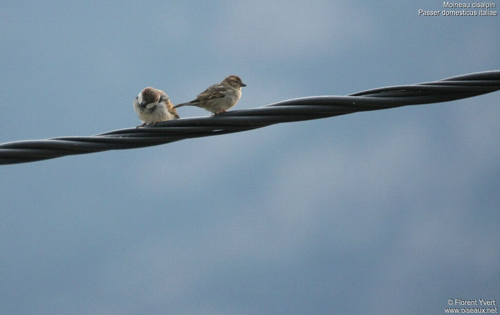 Italian Sparrow 