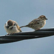 Moineau cisalpin