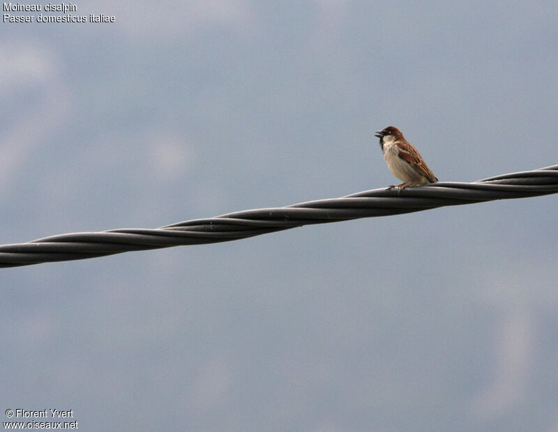 Italian Sparrow male adult, song