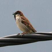 Italian Sparrow