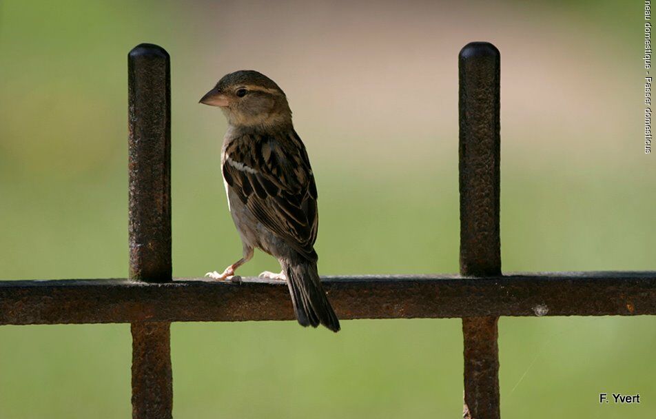 Moineau domestique femelle adulte, identification