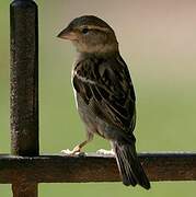 House Sparrow