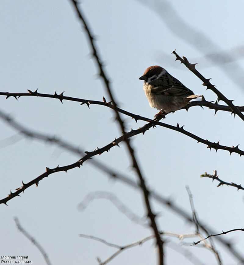 Moineau friquetadulte, identification