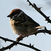 Eurasian Tree Sparrow