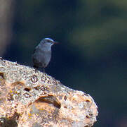 Blue Rock Thrush