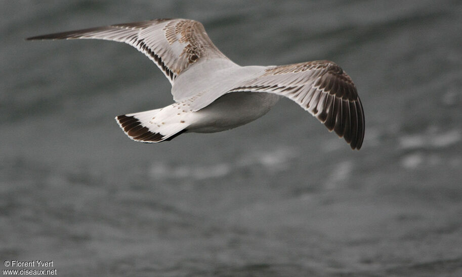 Mouette mélanocéphale1ère année, Vol