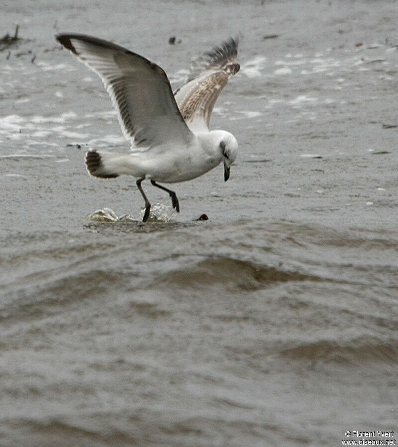 Mediterranean GullFirst year, identification, Flight, Behaviour