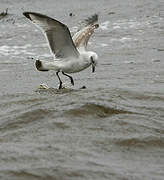 Mouette mélanocéphale