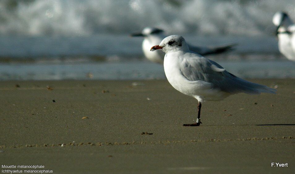 Mouette mélanocéphaleadulte internuptial, identification