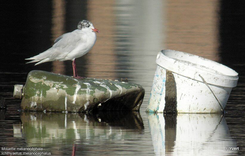 Mediterranean Gull, identification, Behaviour