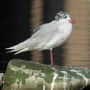 Mouette mélanocéphale