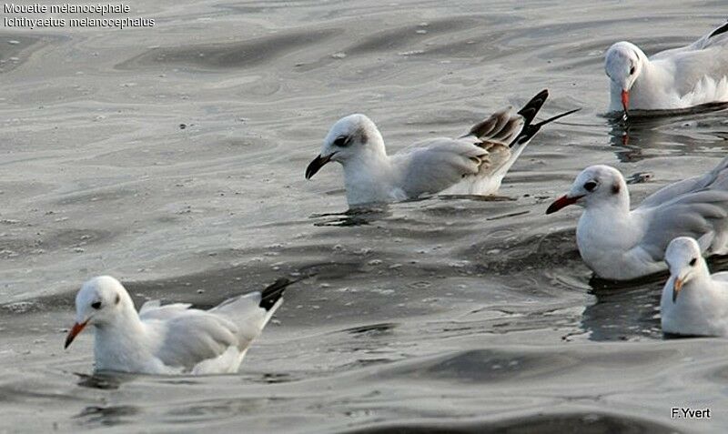 Mouette mélanocéphale1ère année, identification