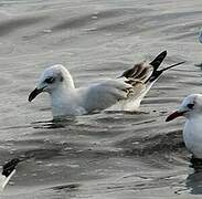 Mouette mélanocéphale