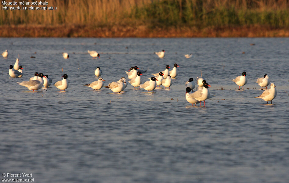 Mouette mélanocéphale, Comportement