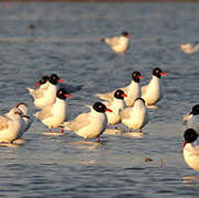 Mouette mélanocéphale