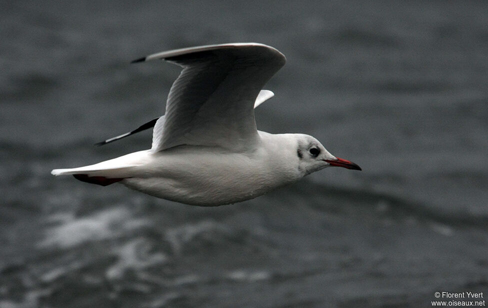 Black-headed Gulladult post breeding, Flight