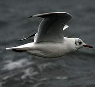 Mouette rieuse