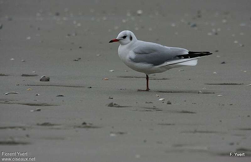 Mouette rieuseadulte internuptial