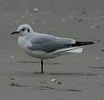 Mouette rieuse