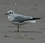 Mouette rieuse